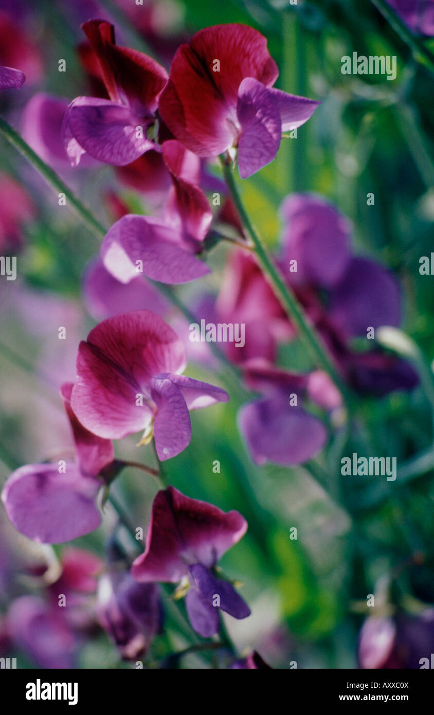 Pisello dolce, dolce, pisello Lathyrus odoratus, Lathyrus odoratus, Foto Stock