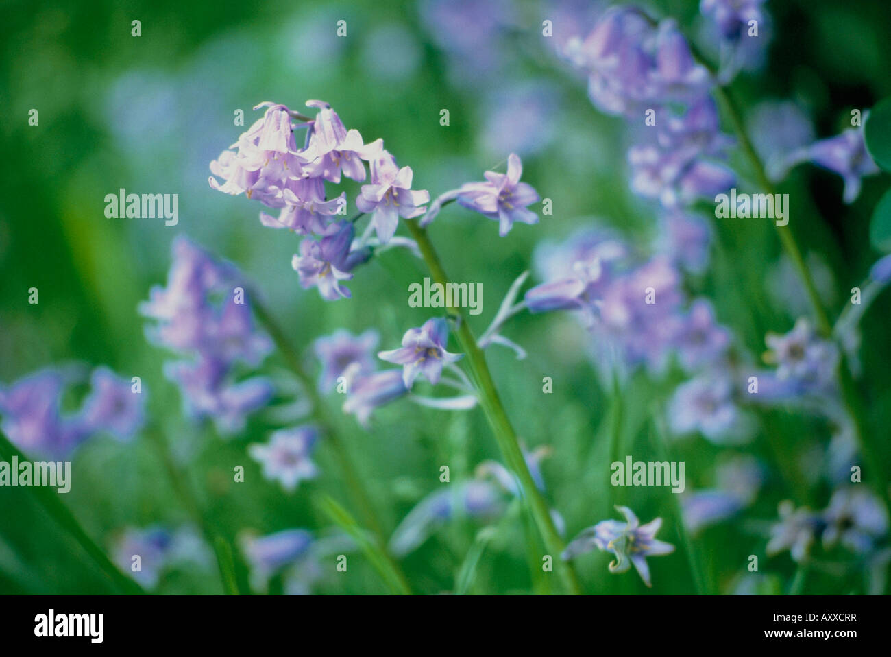 Bluebell, Spagnolo bluebell, Spagnolo, Hyacinthoides hispanica, Malva, Hyacinthoides hispanica, Foto Stock