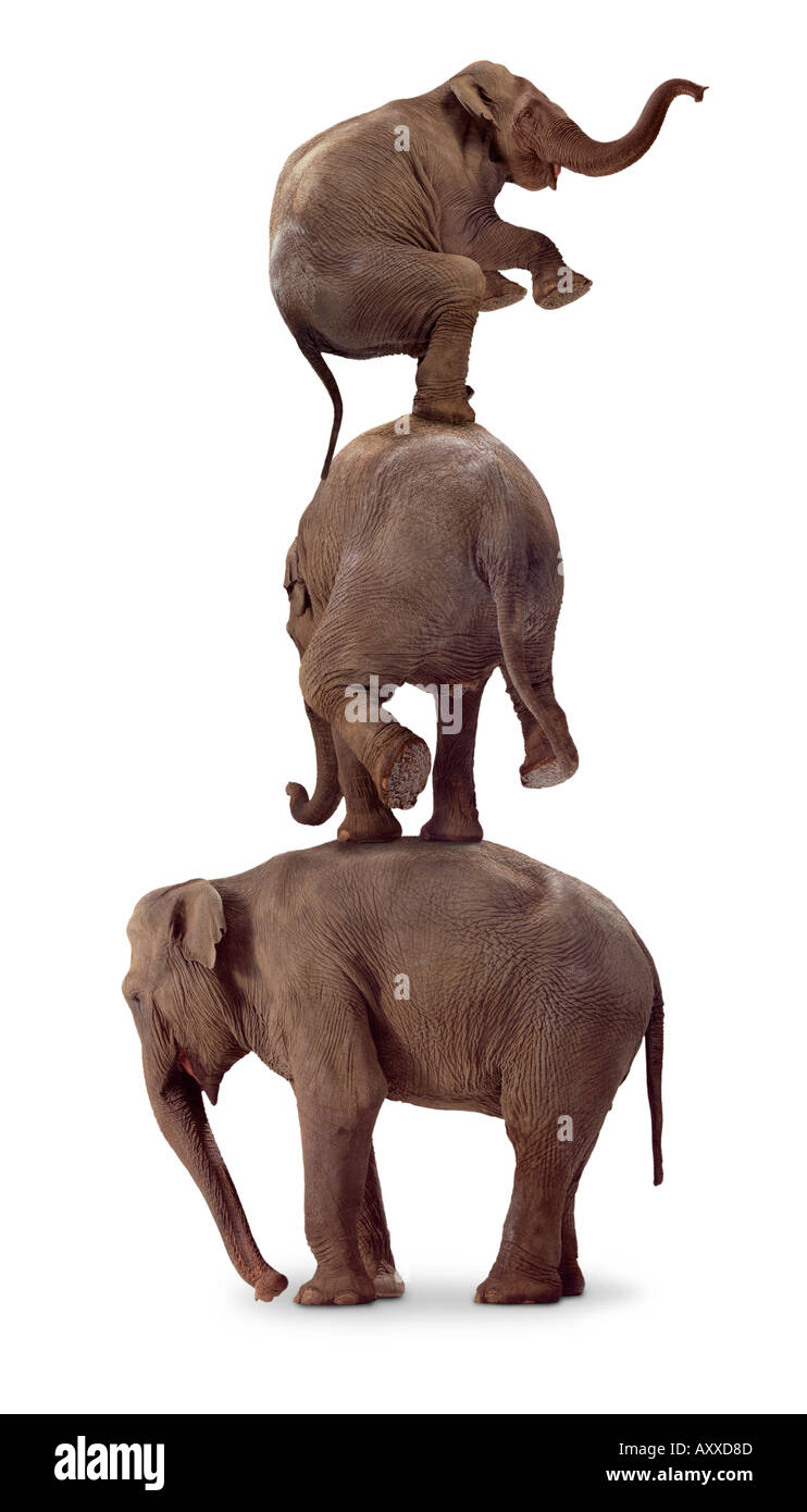 Tre elefanti Foto Stock