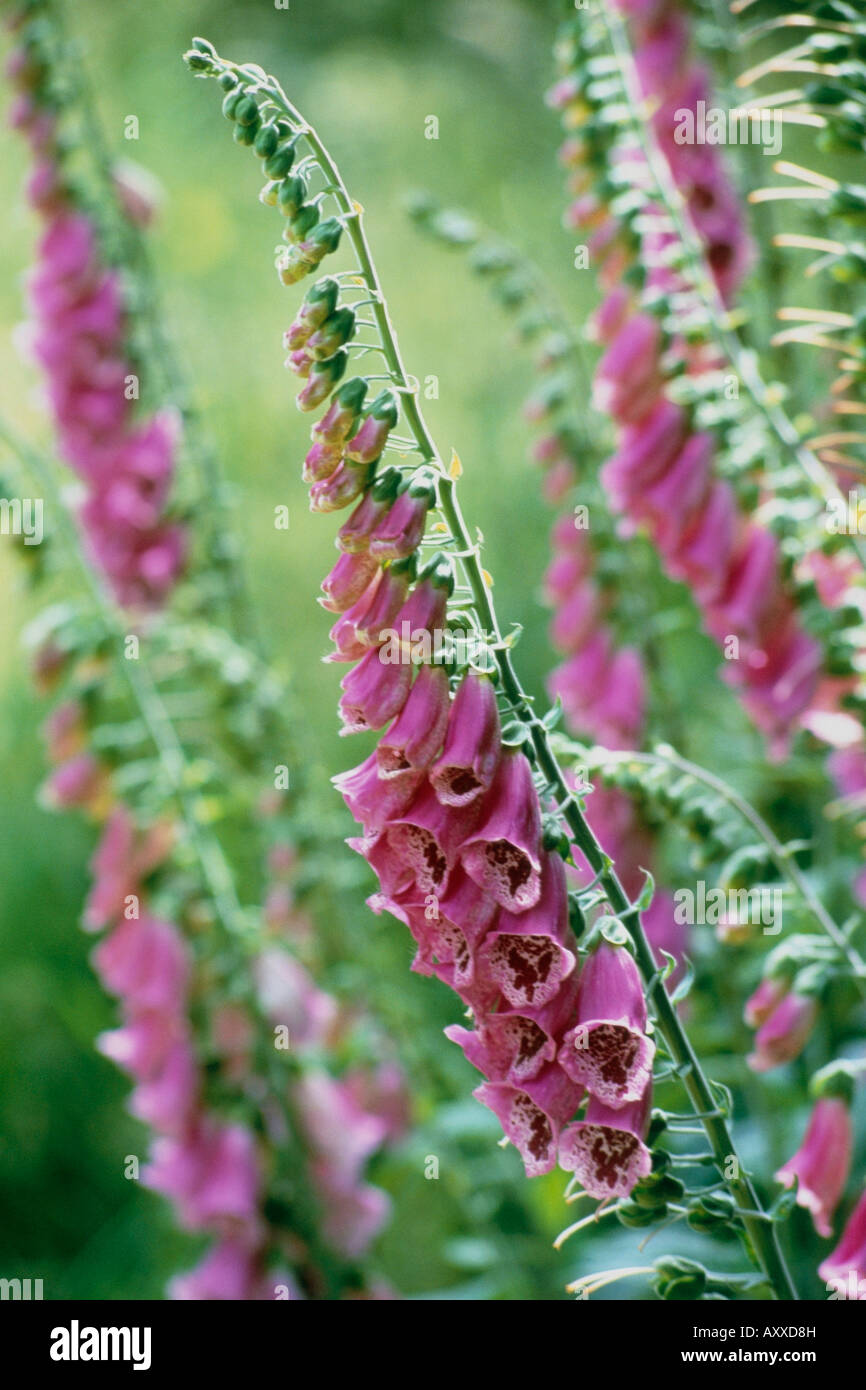 Foxglove, Digitalis purpurea, Viola a campana fiori tubolare sulle guglie lungo contro un giardino verde dello sfondo. Foto Stock