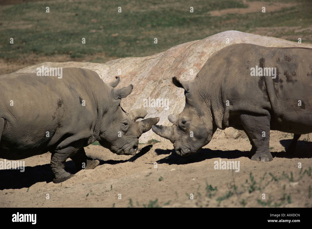 East African rinoceronte nero (rinoceronti) sparring, San Diego Wild Animal Park, California, Stati Uniti d'America, America del Nord Foto Stock