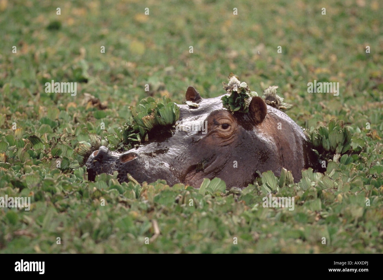 Ippopotamo in acqua, Kenya, Africa orientale, Africa Foto Stock