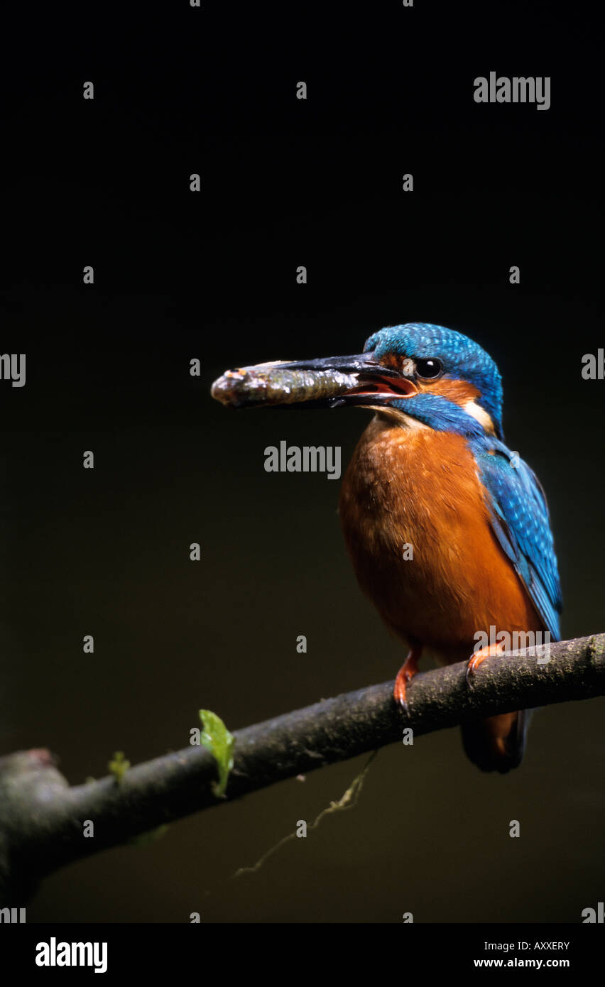 KIngfisher, (Alcedo atthis), Bielefeld, NRW, Germania Foto Stock