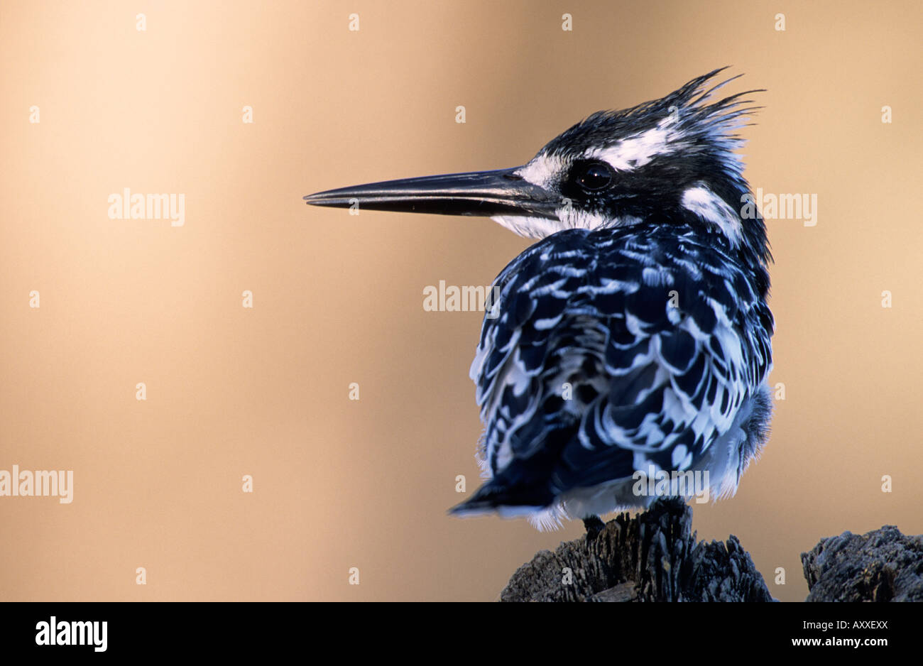 Pied Kingfisher, (Ceryle rudis), il fiume Chobe, Chobe National Park, Botswana Foto Stock