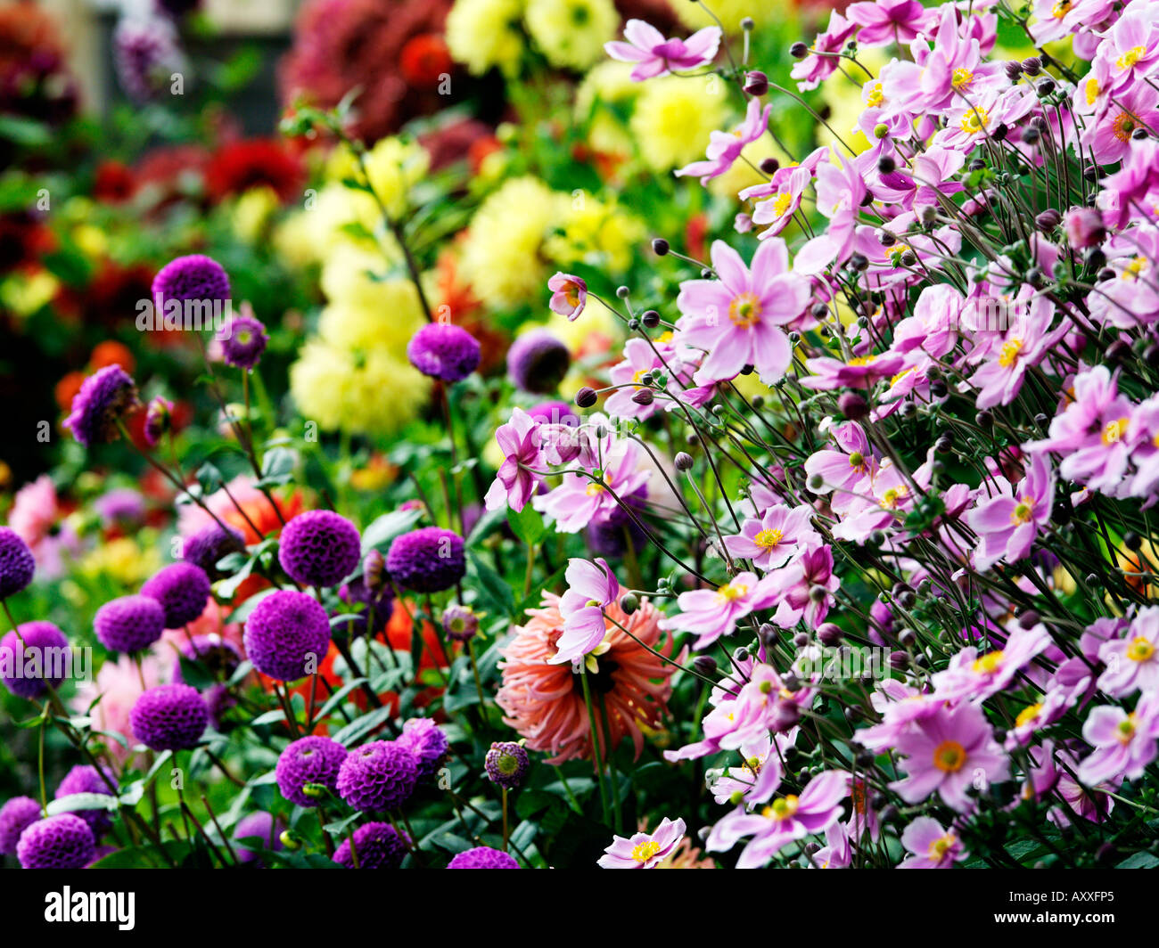 Varie specie di fiori in fiore Foto Stock