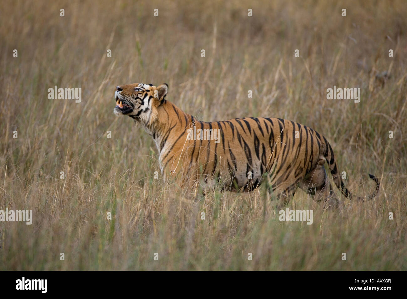 Tigre del Bengala, (Panthera tigris), Bandhavgarh, Madhya Pradesh, India Foto Stock