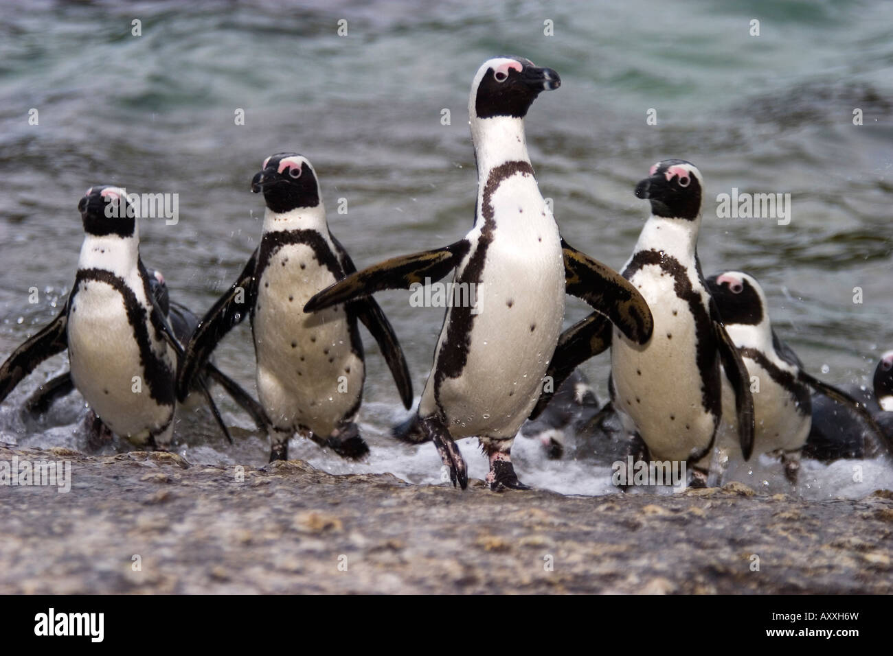 Jackass Pinguin, (Spheniscus demersus), spiaggia di Boulder, Città del Capo, Sud Africa Foto Stock