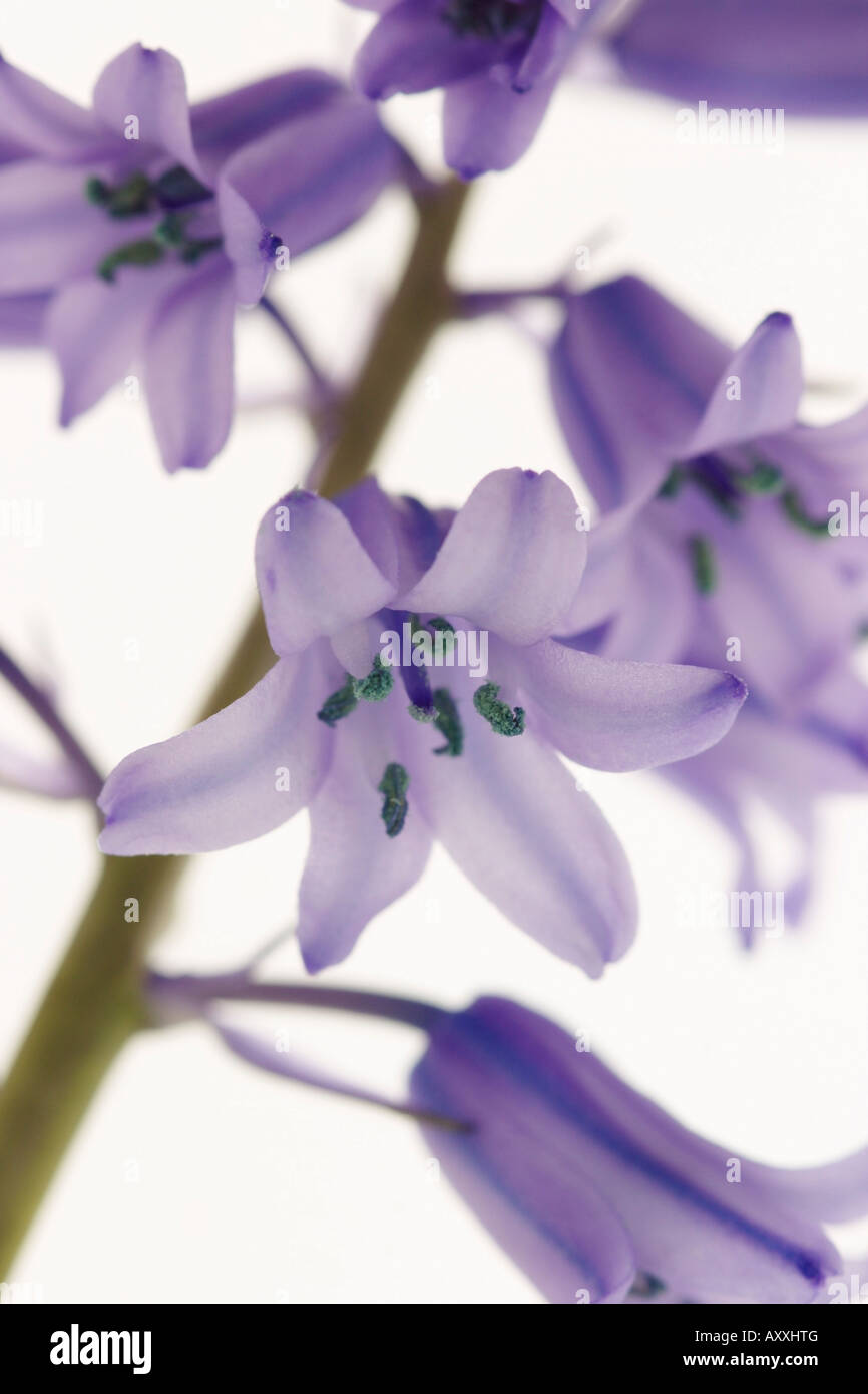 Bluebell, Spagnolo bluebell, Spagnolo, Hyacinthoides hispanica, Blu, Hyacinthoides hispanica Foto Stock