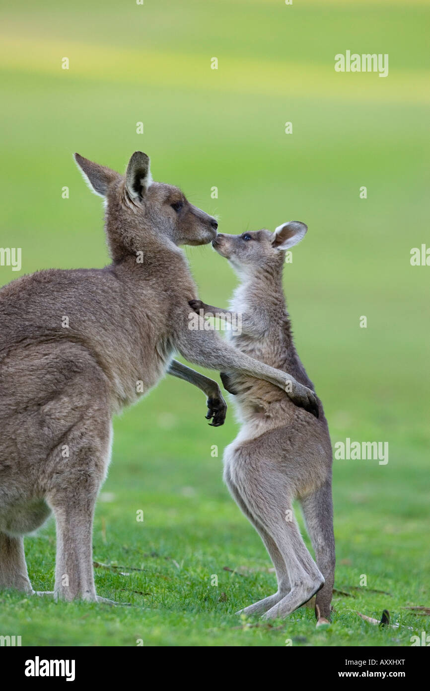 Grigio orientale canguro, (Macropus giganteus), Great Ocean Road, Anglesea, Victoria, Australia Foto Stock