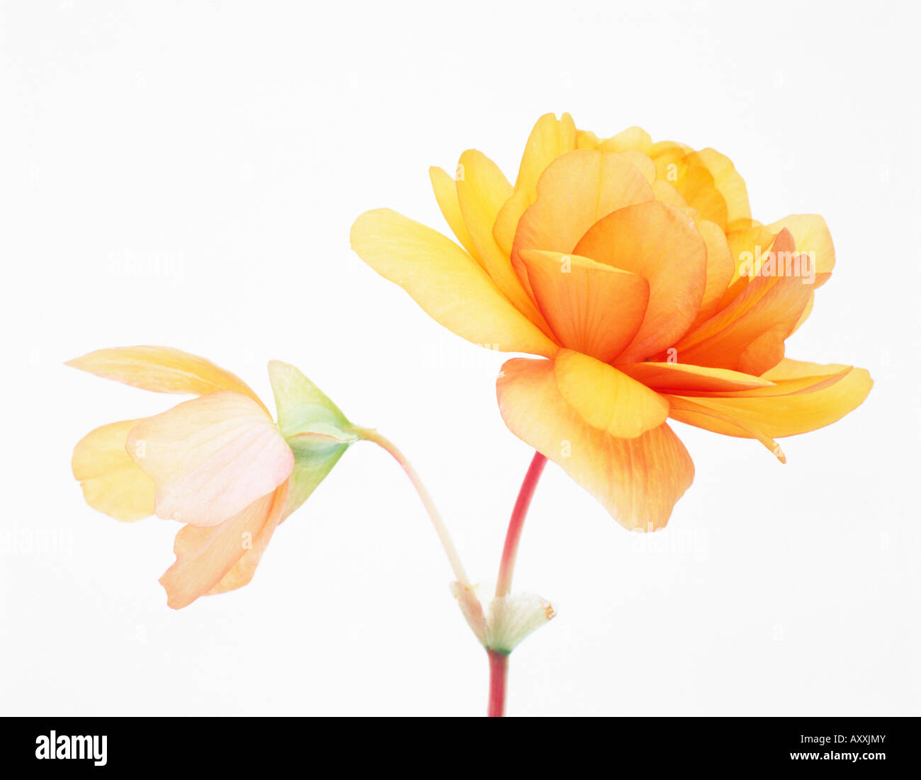 Begonia, Begonia, giallo Foto Stock