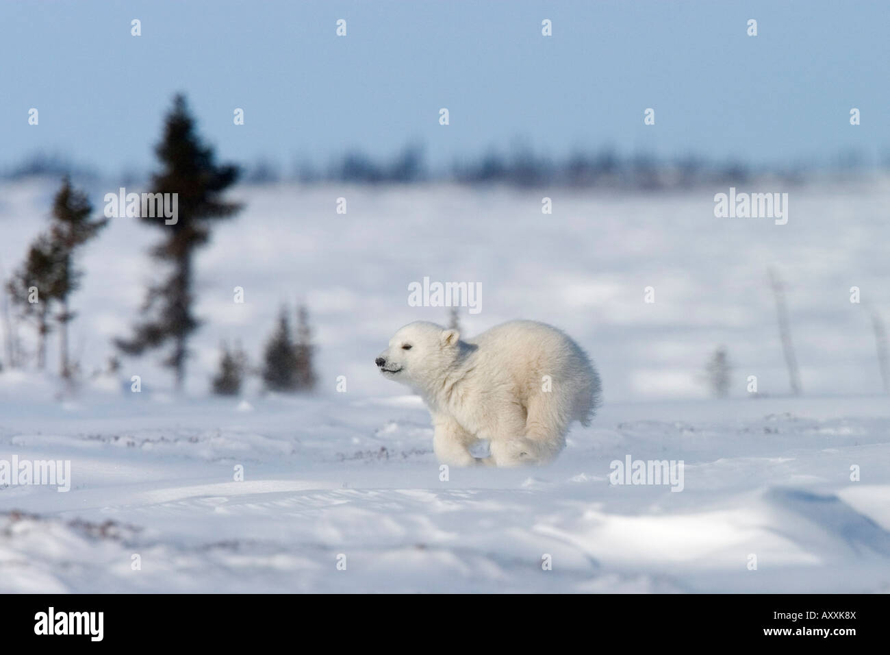 Polar Bear Cub (Ursus maritimus), Churchill, Manitoba, Canada Foto Stock