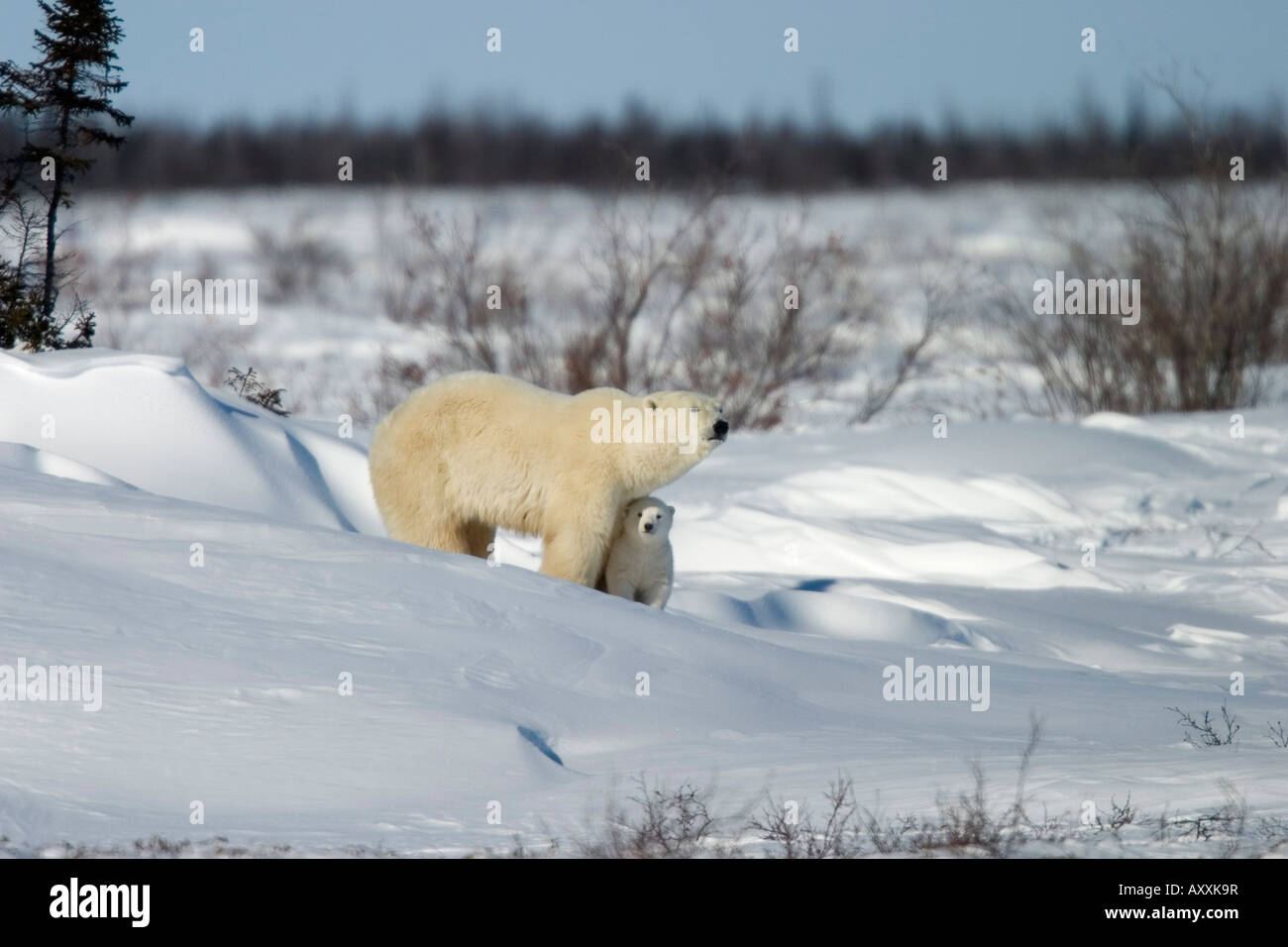 Orso polare con un cub (Ursus maritimus), Churchill, Manitoba, Canada Foto Stock