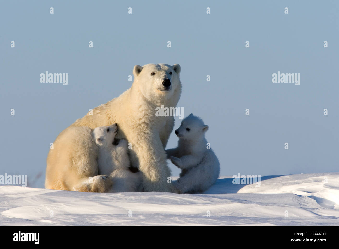 Orso polare con i cuccioli, (Ursus maritimus), Churchill, Manitoba, Canada Foto Stock