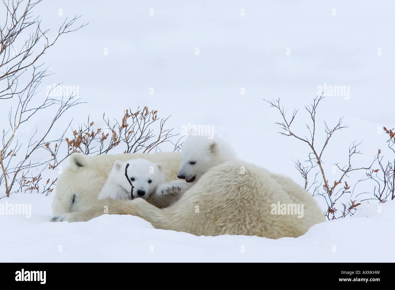 Orso polare con i cuccioli, Ursus maritimus, Churchill, Manitoba, Canada Foto Stock