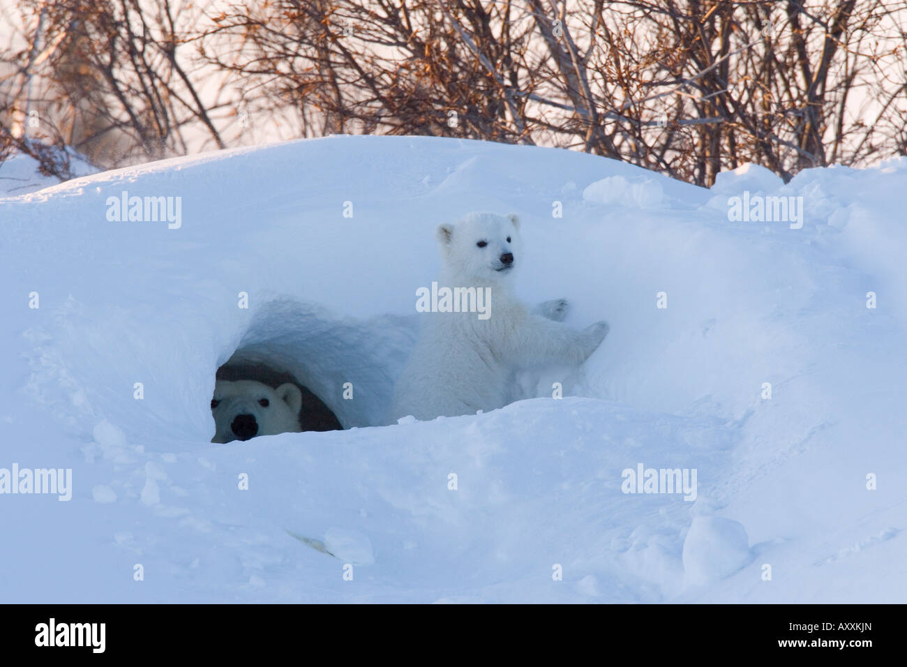 Orso polare con i cuccioli, Ursus maritimus, Churchill, Manitoba, Canada Foto Stock