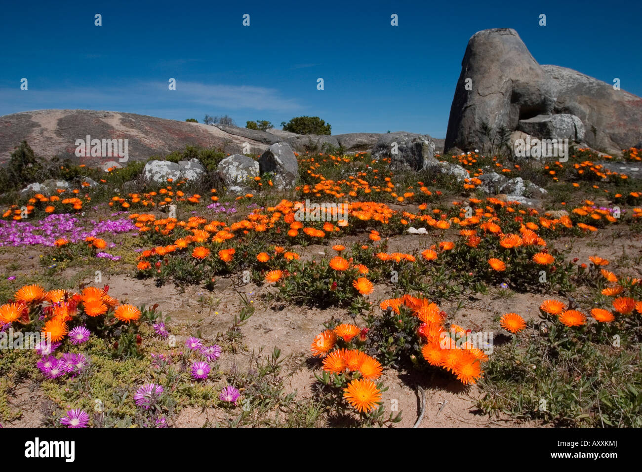 Daisy (Asteraceae), West Coast N.P., Langebaan, Sud Africa Foto Stock