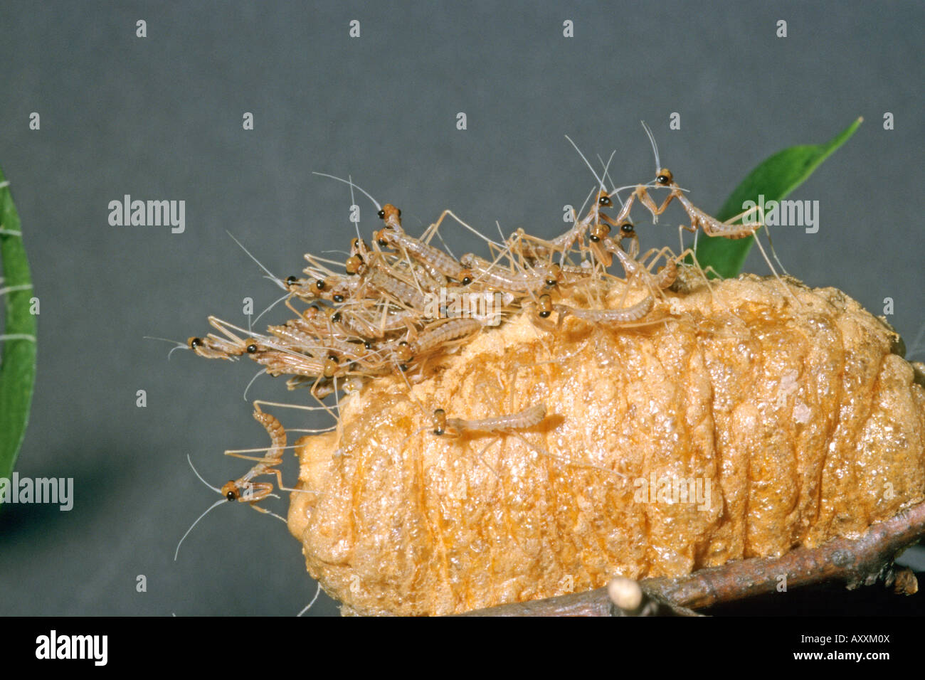 Budwing Mantis (Parasphendale agrionina), ninfe emergenti dal caso di uovo (ootheca) Foto Stock