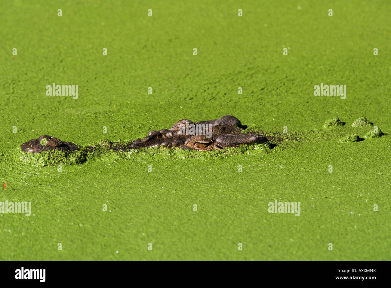 Coccodrillo di acqua salata (Crocodylus porosus), il Rainforest Habitat santuario, Queensland, Australia Pacific Foto Stock