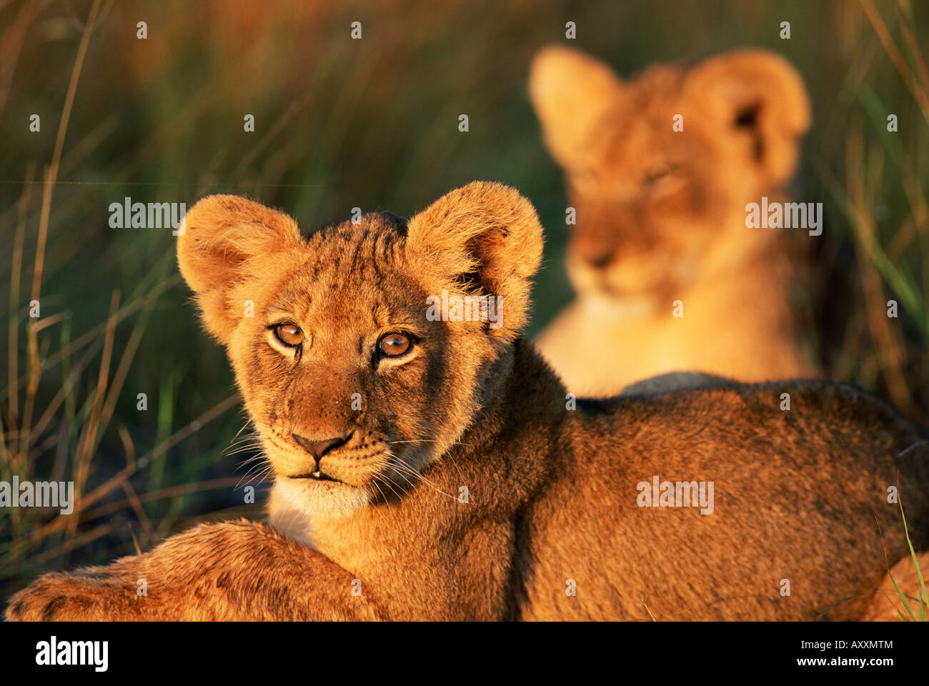 Lion cubs circa 2-3 mesi di età, il Parco Nazionale Kruger, Sud Africa e Africa Foto Stock