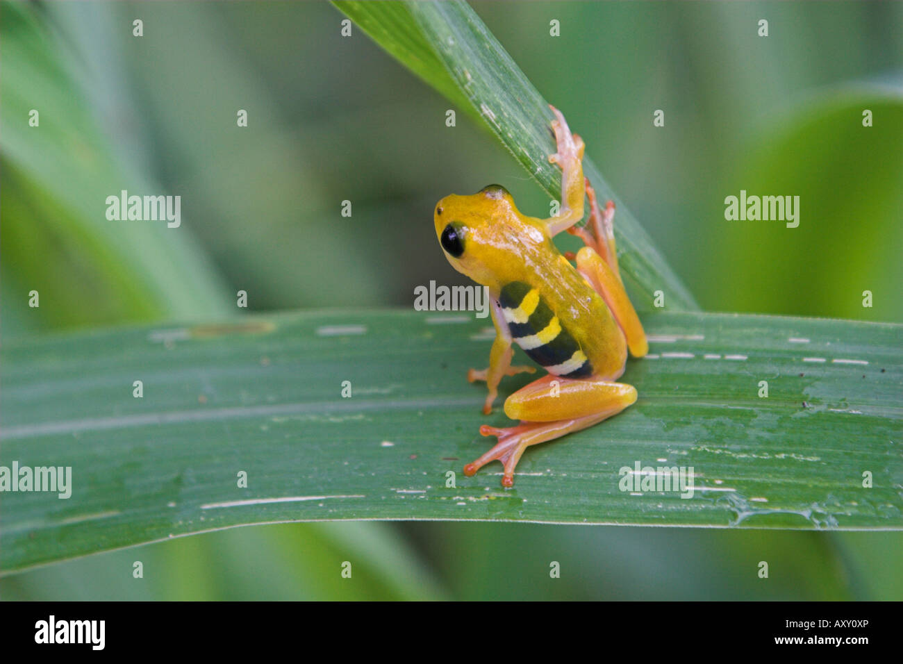 Giallo rana reed Hyperolius viridiflavus reesi Kilombero Valley in Tanzania Foto Stock