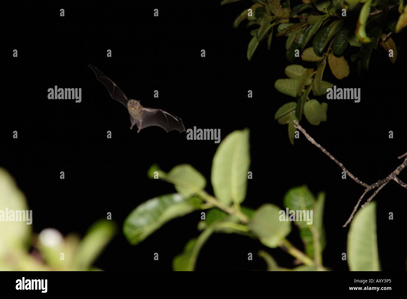 Pipistrello in volo Foto Stock