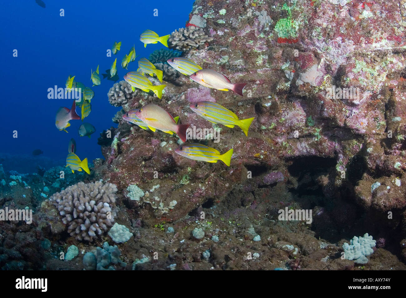 Bluestripe snapper, Lutjanus kasmira, (noto anche come il mare bluestripe pesce persico) vicino a lanai, Hawaii Foto Stock