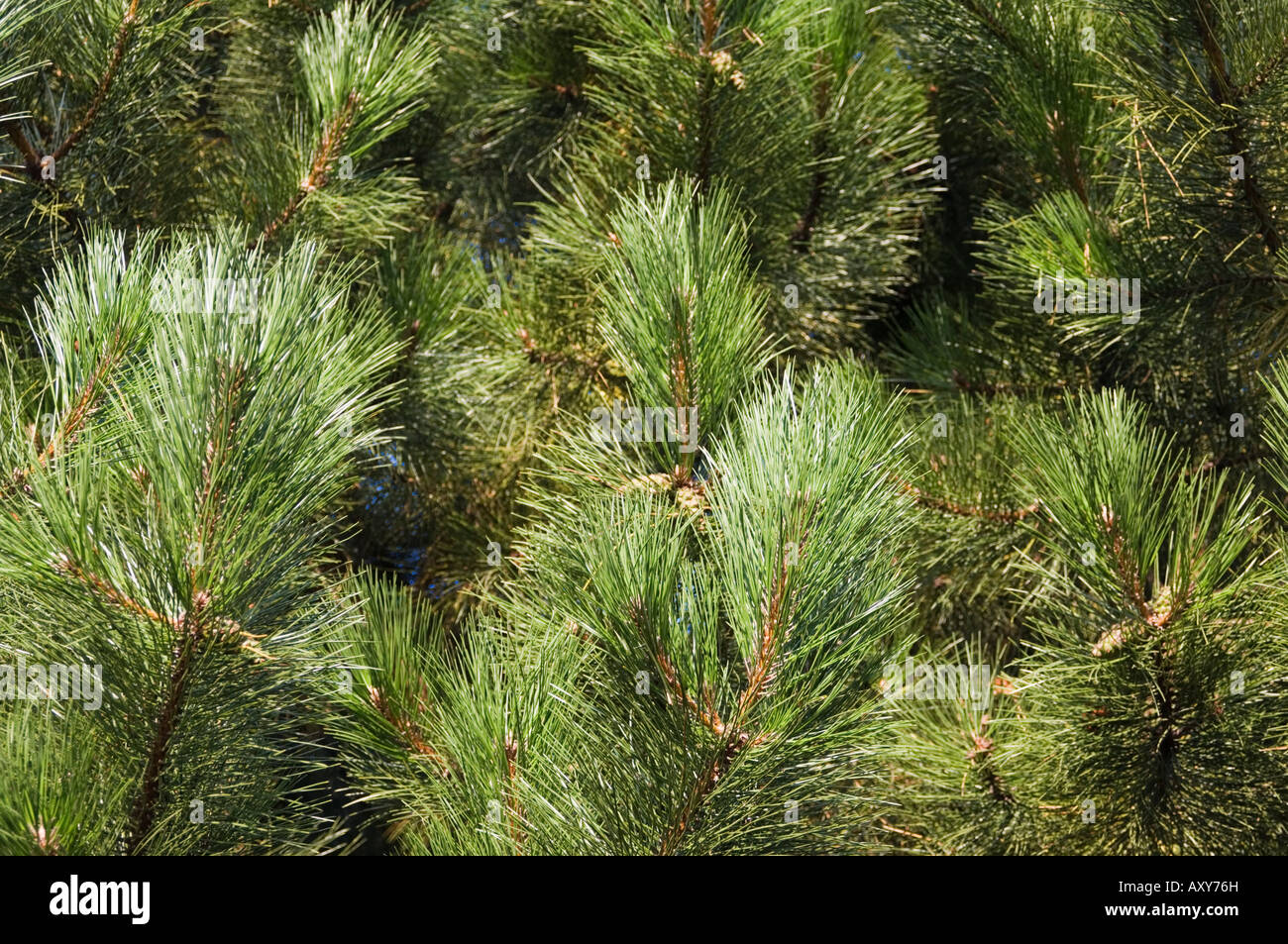 Close up di pino silvestre delle foglie o aghi, Pinus sylvestris Foto stock  - Alamy