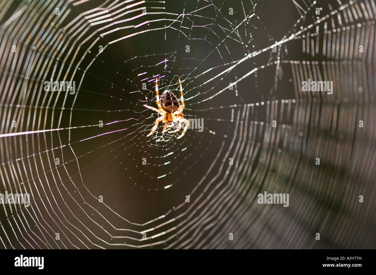 Il ragno comune al centro del web Foto Stock