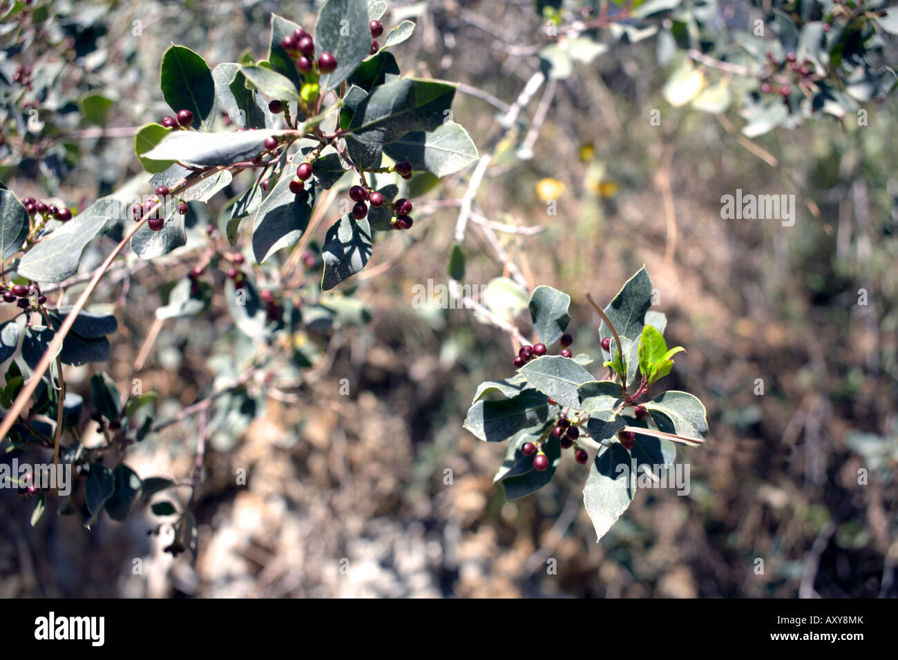 Frangola bacche ( Rhamnus alaternus L ) famiglia Rhamnaceae italiano o mediterraneo frangola in primavera Foto Stock