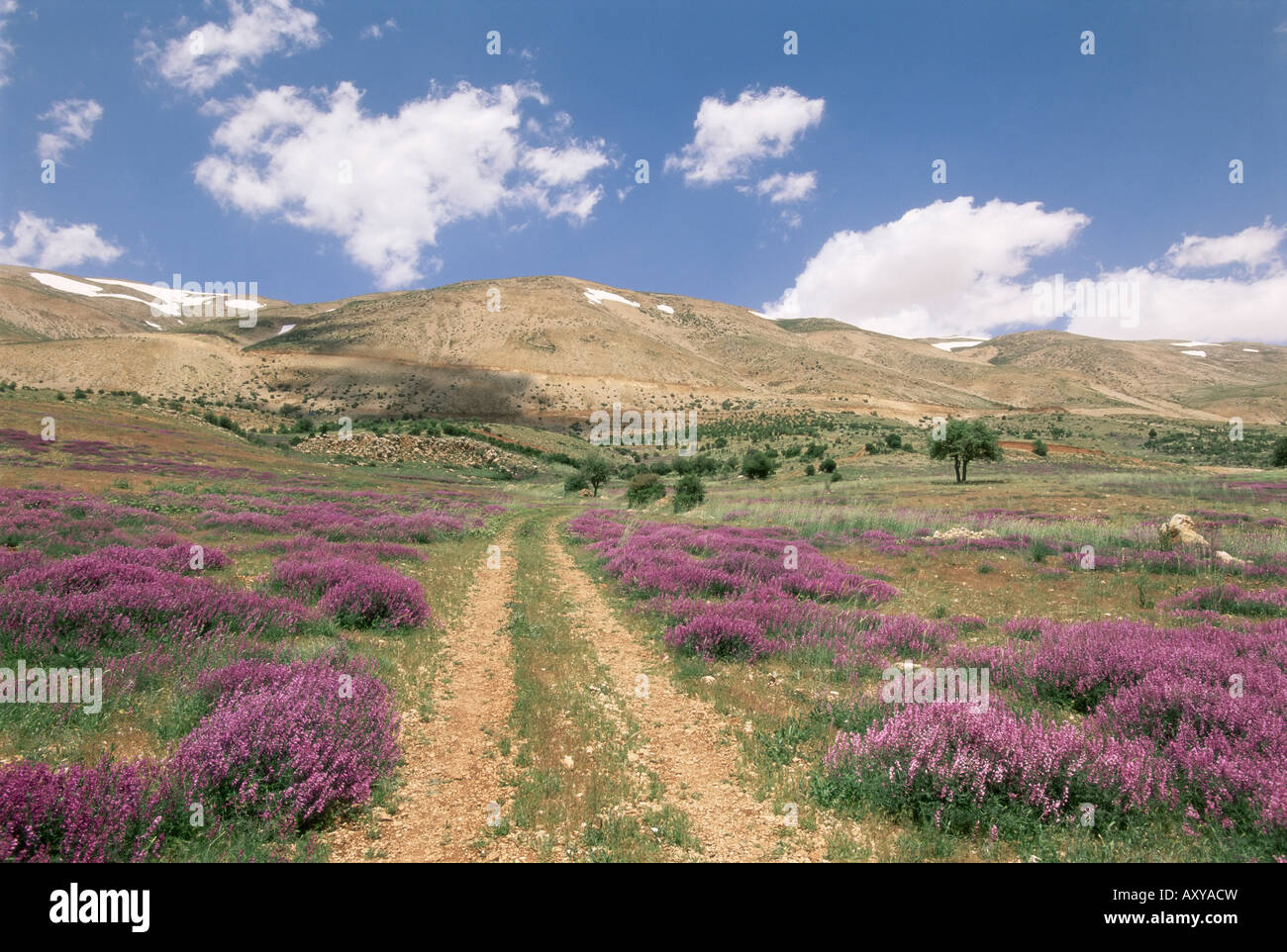 Lavanda e fiori di primavera sulla strada che dalla valle della Bekaa al Monte Libano gamma, Libano, Medio Oriente Foto Stock