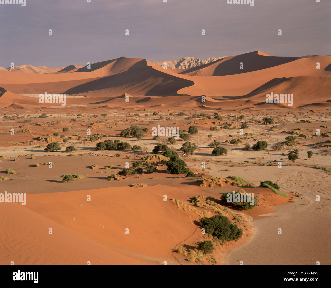 Parabolico duna di sabbia di formazioni, Sossusvlei, Parco Namib-Naukluft, Namibia, Africa Foto Stock