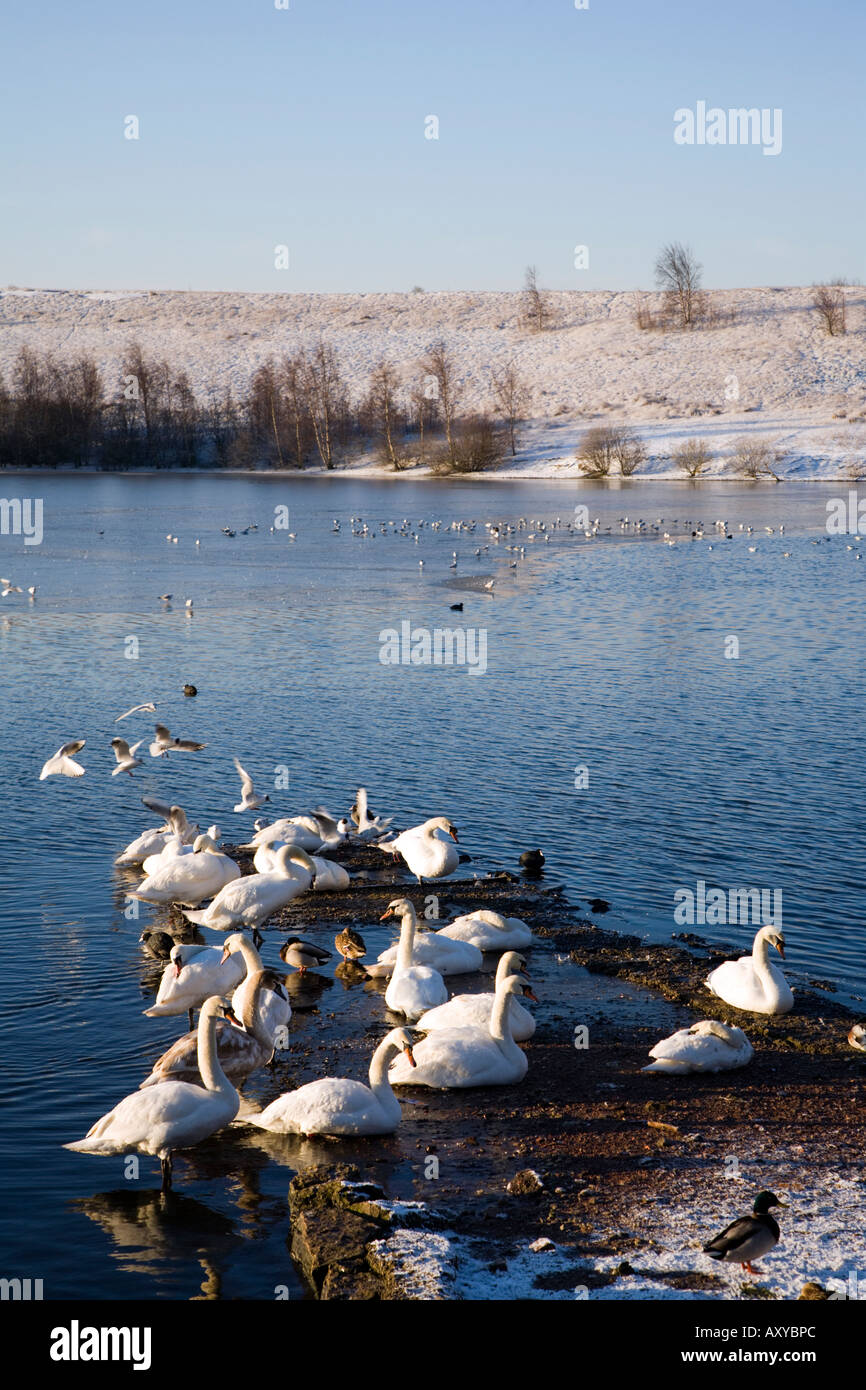 Raccolta di uccelli in inverno a Fairburn ings North Yorkshire Foto Stock