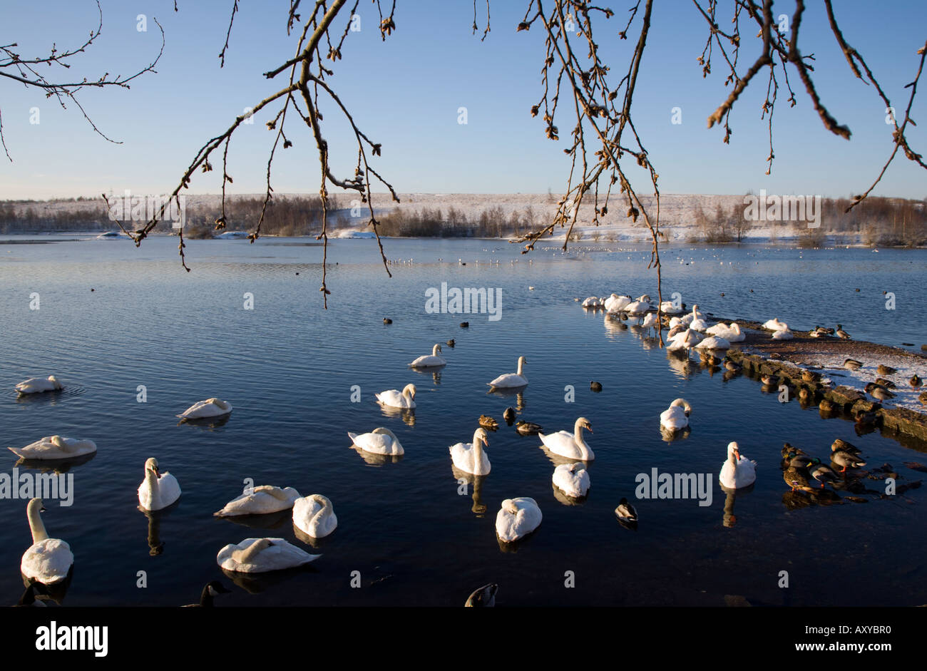 Raccolta di uccelli in inverno a Fairburn ings North Yorkshire Foto Stock