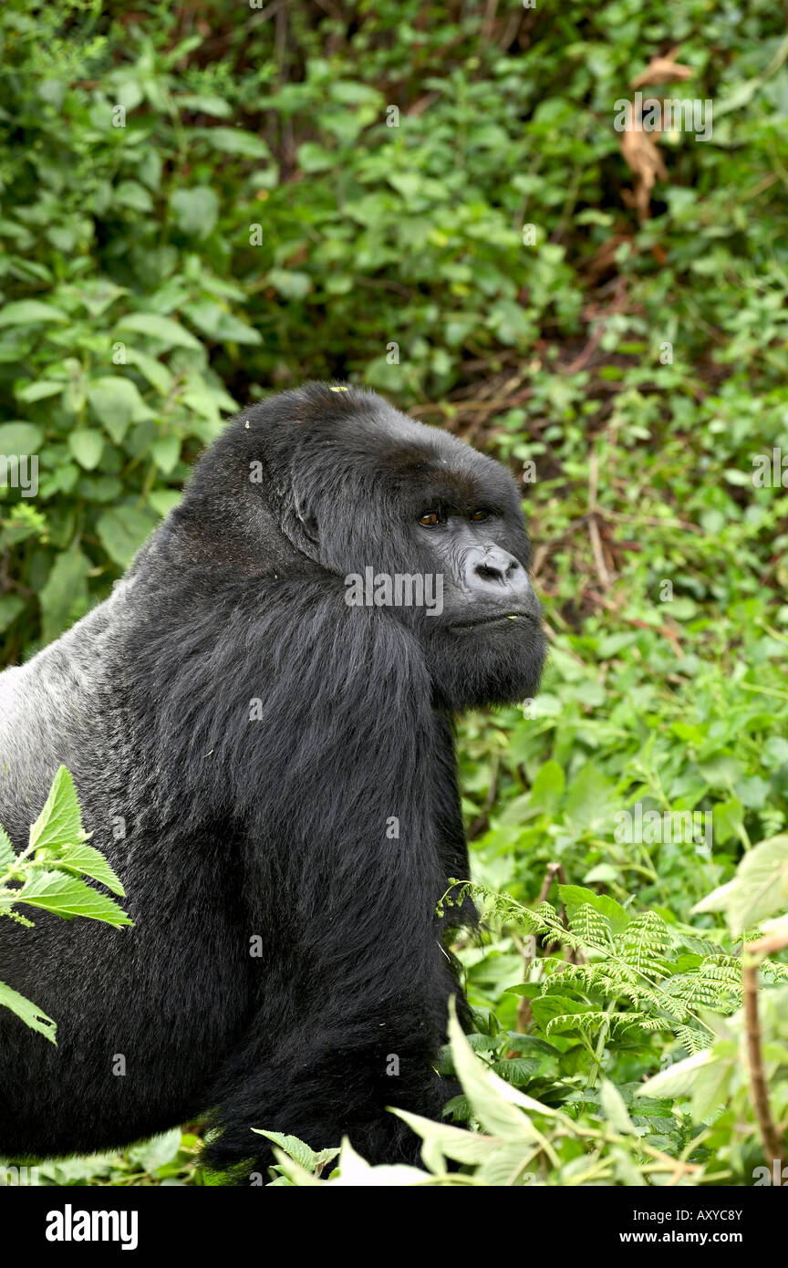 Silverback gorilla di montagna (Gorilla gorilla beringei) del gruppo Shinda, Parco Nazionale Vulcani, Ruanda, Africa Foto Stock