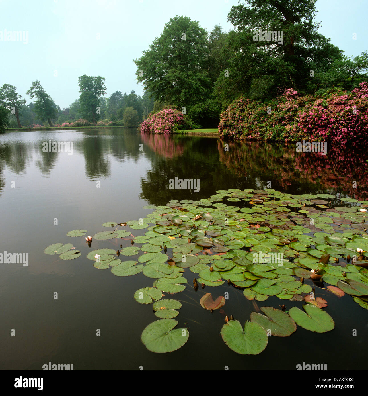 Regno Unito Cheshire Altrincham Dunham Massey Hall Giardino del Lago e rhododenrons Foto Stock