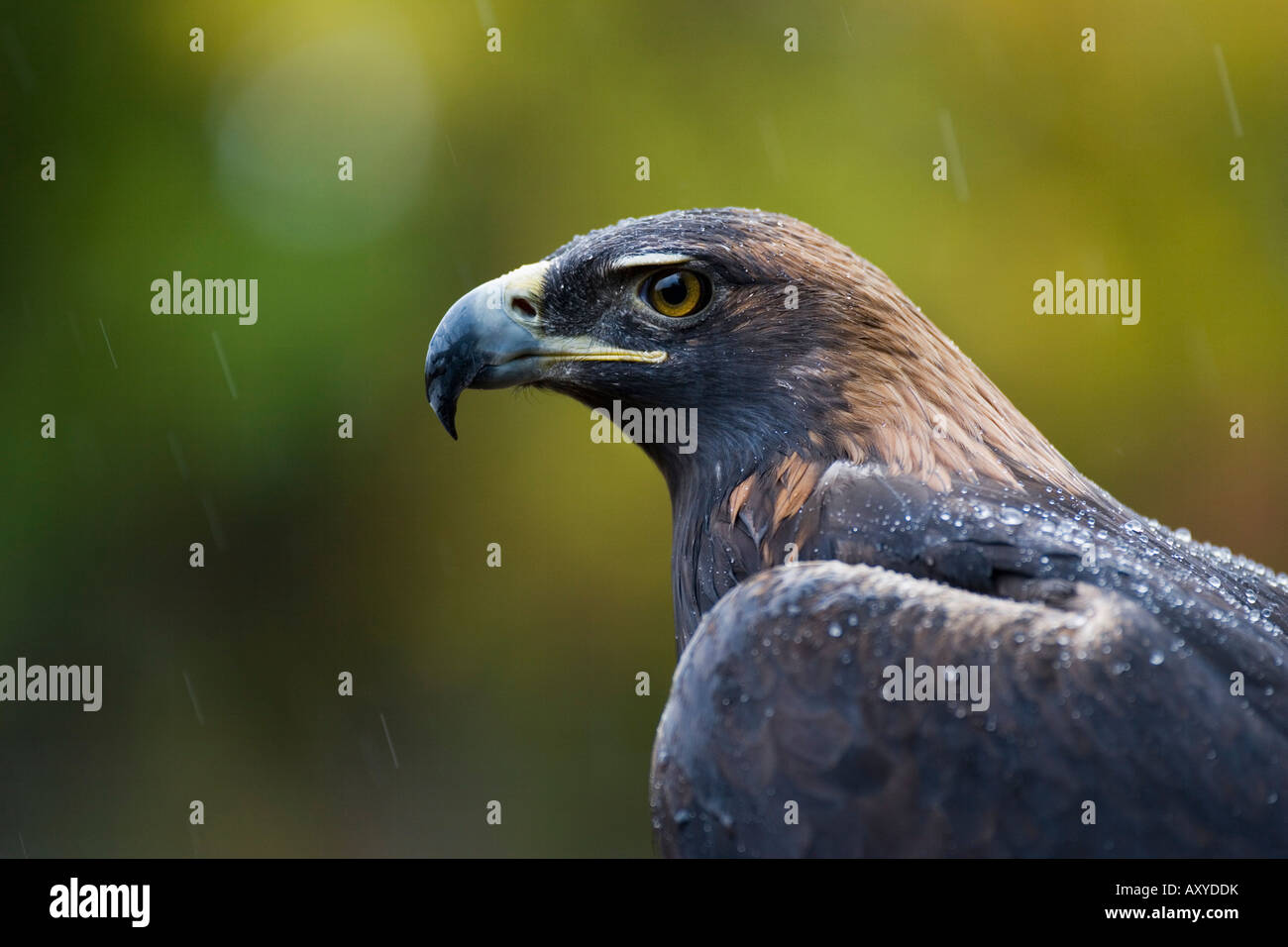 Aquila reale (Aquila chrysaetos) sotto la pioggia, in cattività, Contea di Boulder, Colorado, Stati Uniti d'America, America del Nord Foto Stock