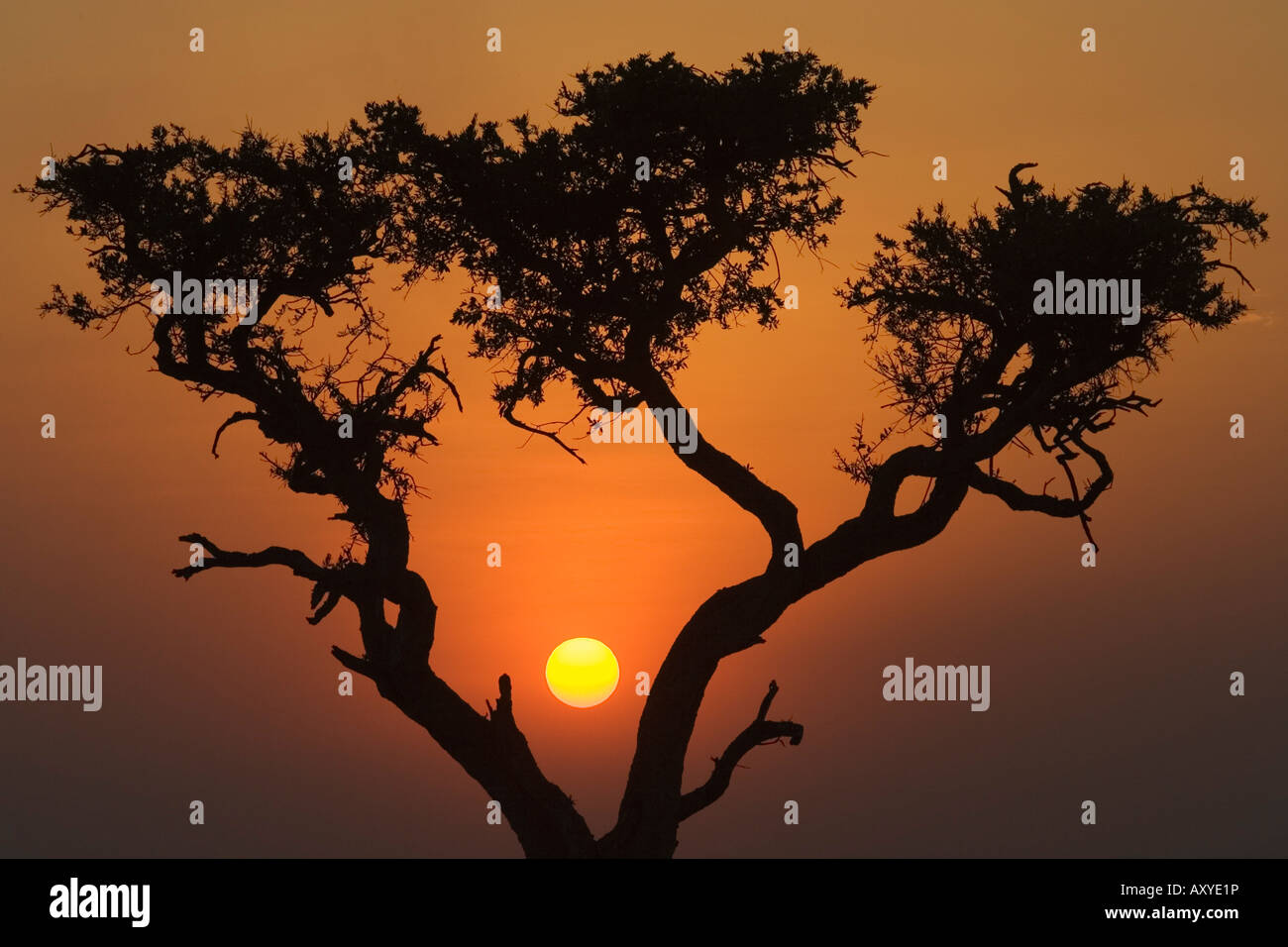 Tramonto con l'acacia, il Masai Mara riserva nazionale, Kenya, Africa orientale, Africa Foto Stock