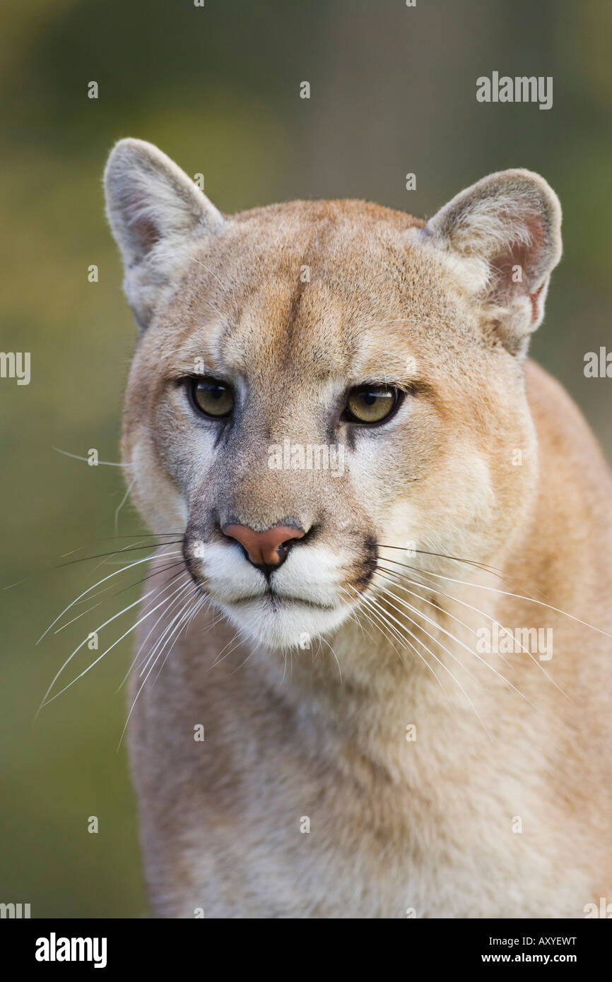 Mountain lion (cougar) (Felis concolor) fissando, in cattività, Minnesota Wildlife Connessione, Minnesota, USA, America del Nord Foto Stock
