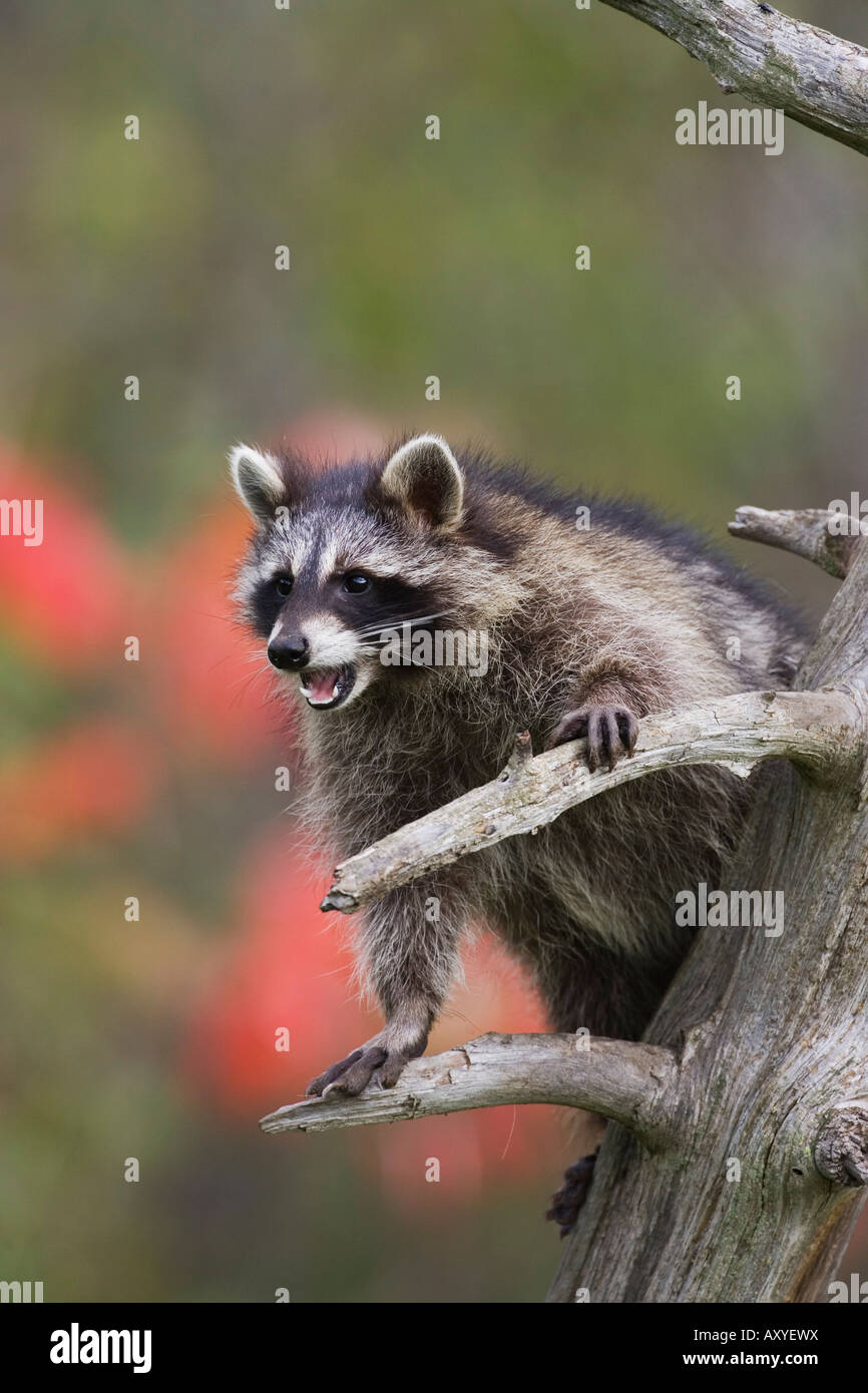 Raccoon (racoon) (Procione lotor) in una struttura ad albero con una bocca aperta, in cattività, Minnesota Wildlife Connessione, Minnesota, Stati Uniti d'America Foto Stock