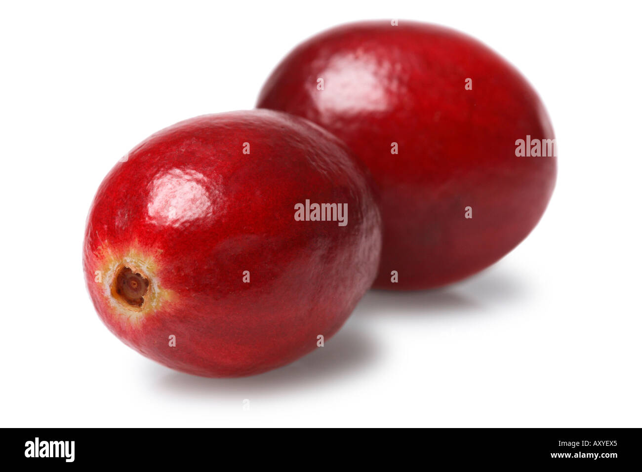 Mirtilli rossi Foto Stock