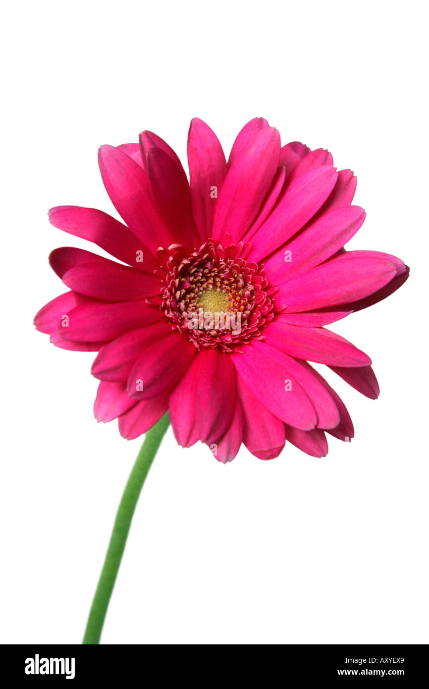 Rosa Gerber Daisy Foto Stock