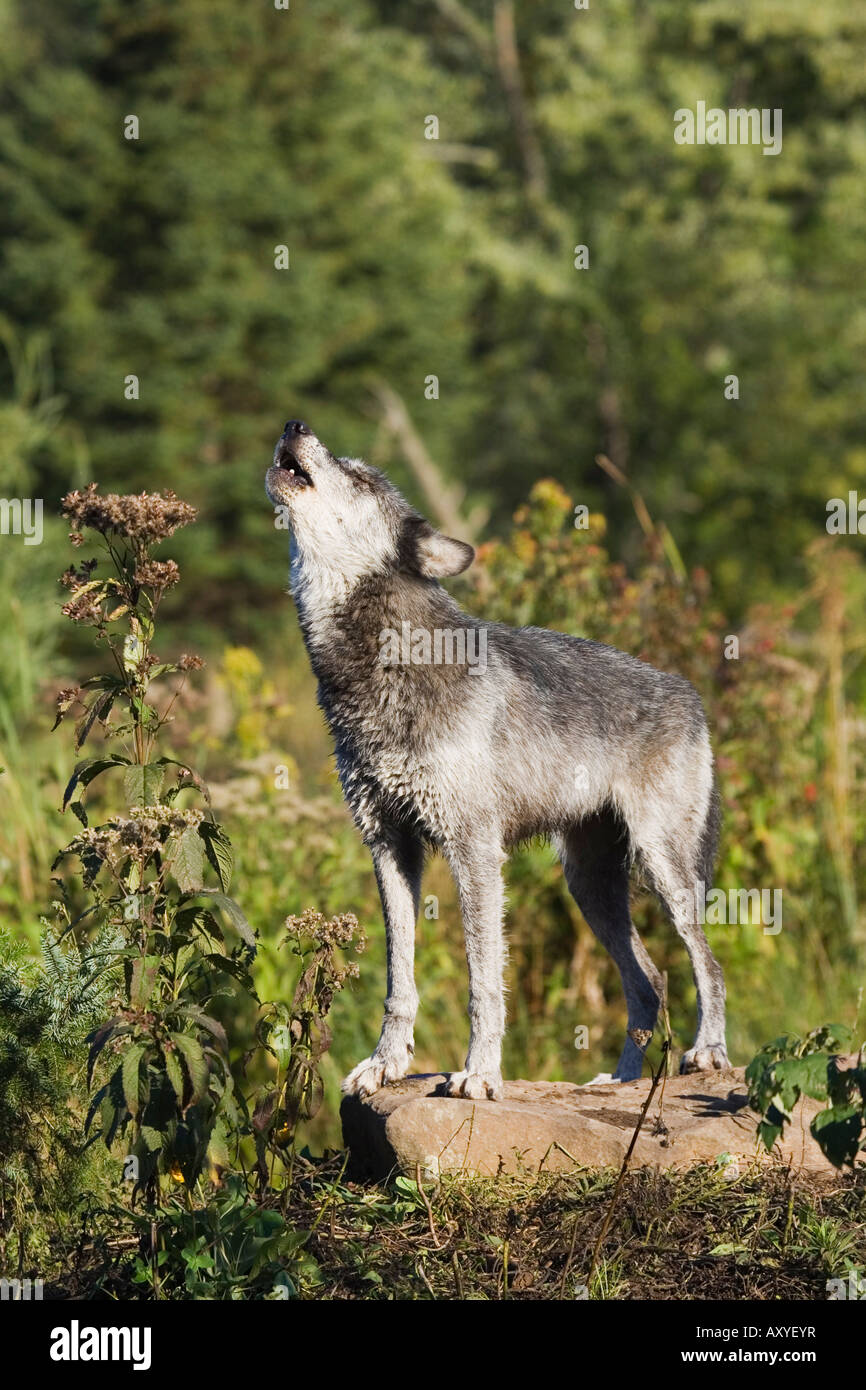 Lupo (Canis lupus) su una roccia, urlando, in cattività, arenaria, Minnesota, Stati Uniti d'America, America del Nord Foto Stock