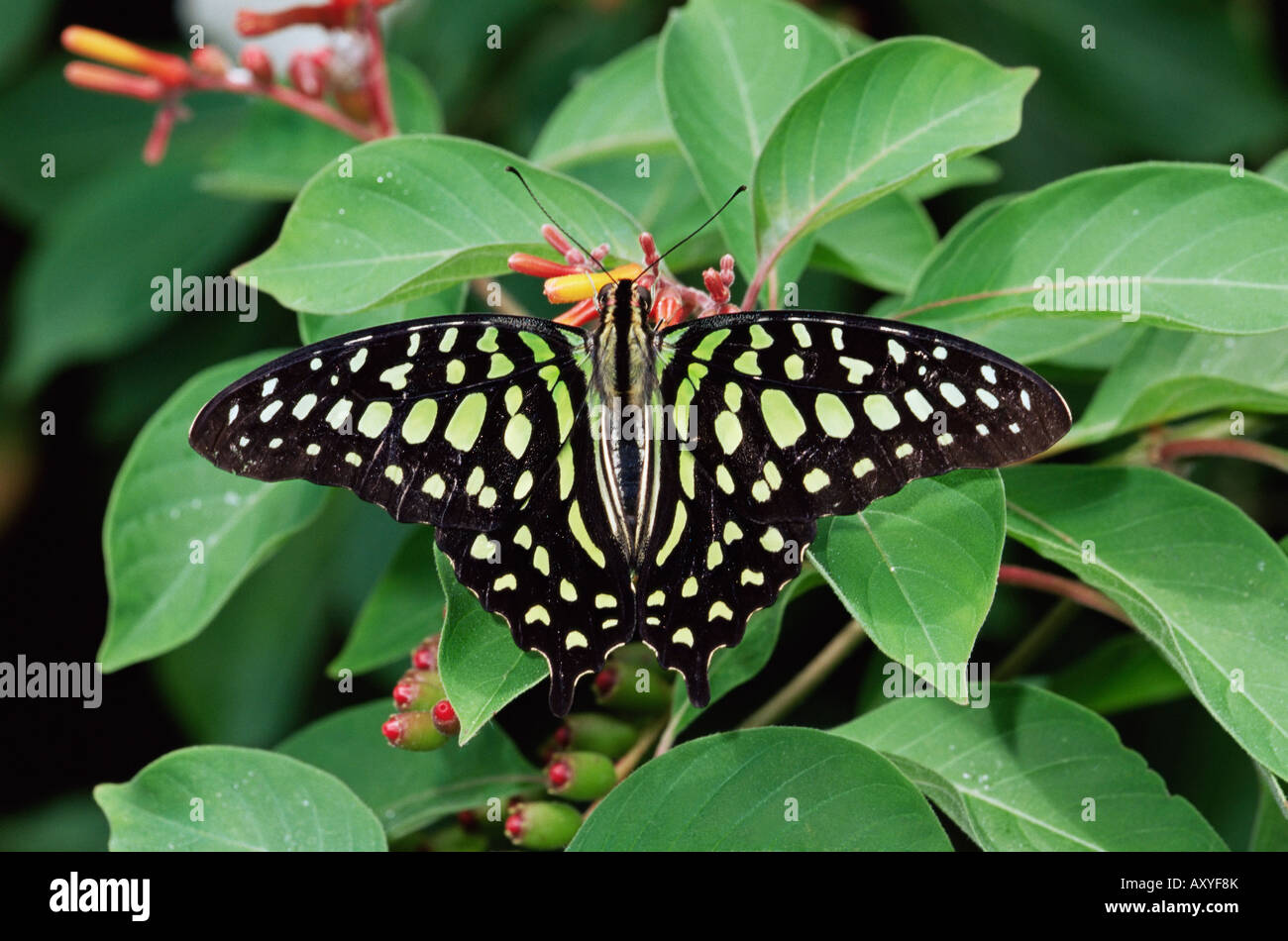Green jay butterfly (Graphium Agamennone), dalle Filippine, in cattività, Chesterfield, Missouri, Stati Uniti d'America, America del Nord Foto Stock