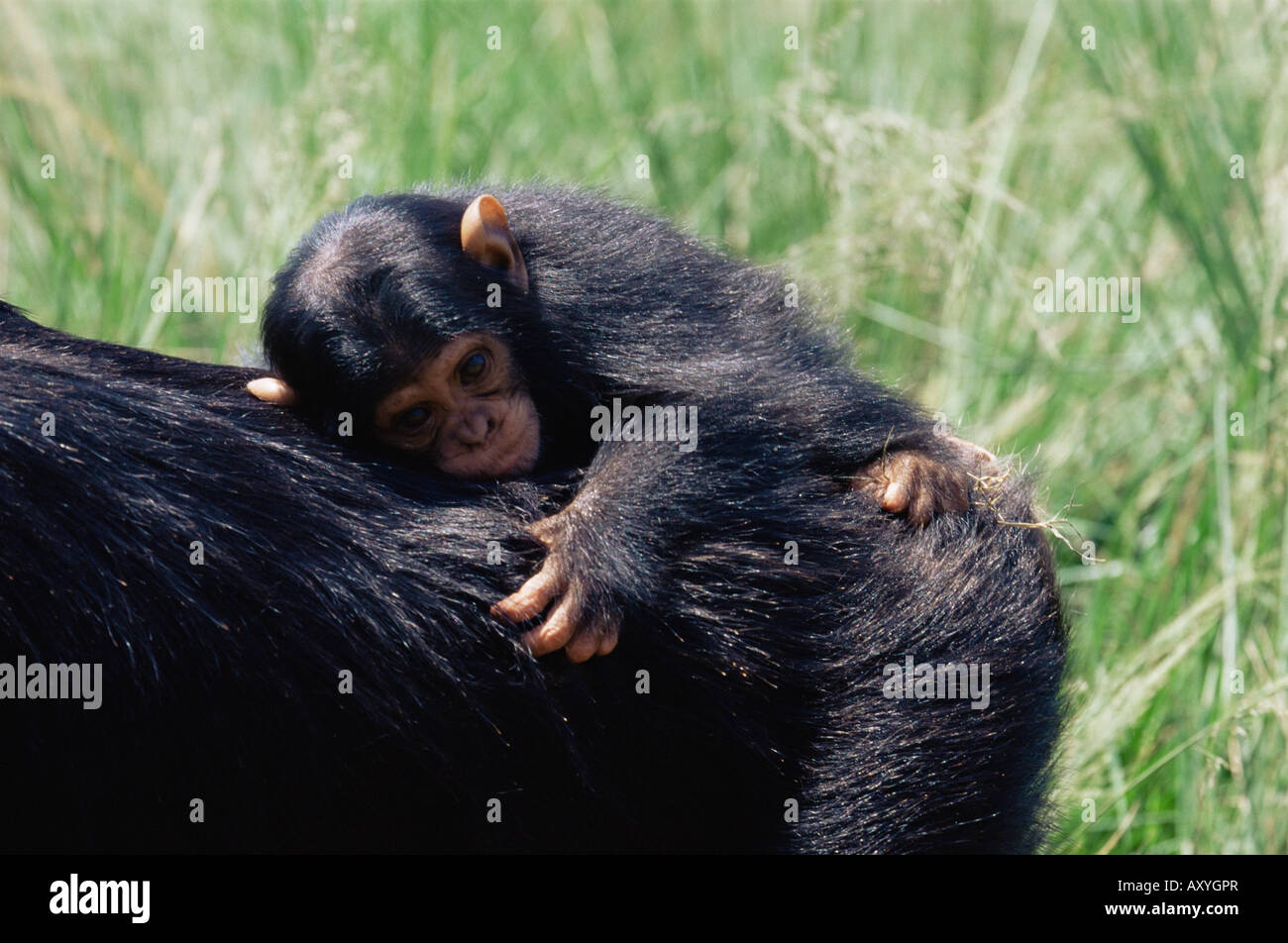 Uno scimpanzé (Pan troglodytes) un neonato in cattività, Uganda Wildlife Education Center, isola Ngamba, Uganda, Africa orientale, Africa Foto Stock