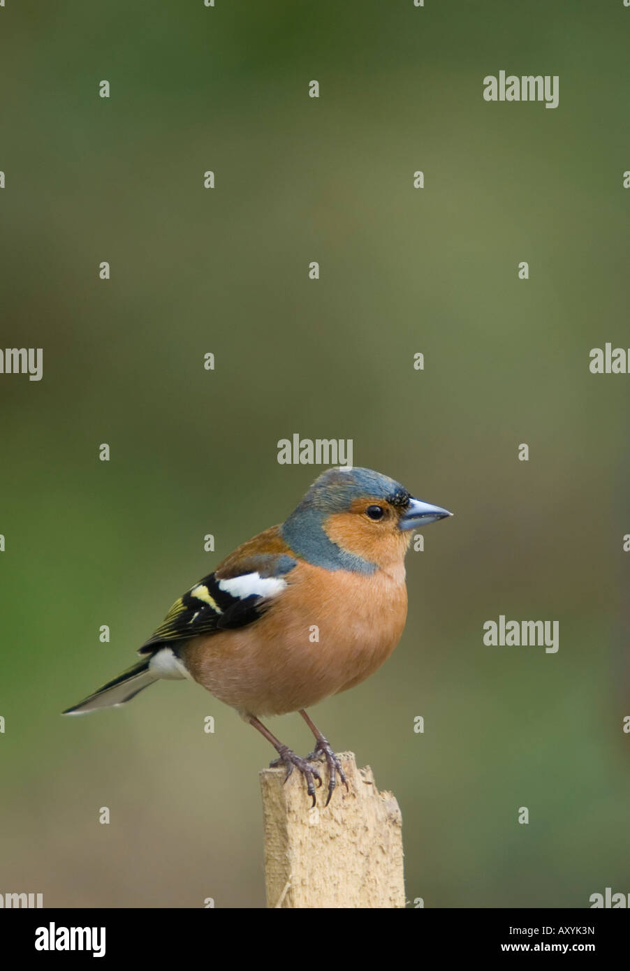 Fringuello sul palo da recinzione - Fringilla coelebs Foto Stock