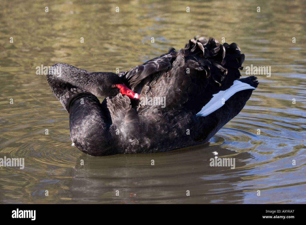 Australian Cigno Nero Cygnus atratus preening Wildfowl and Wetland Trust Slimbridge REGNO UNITO Foto Stock