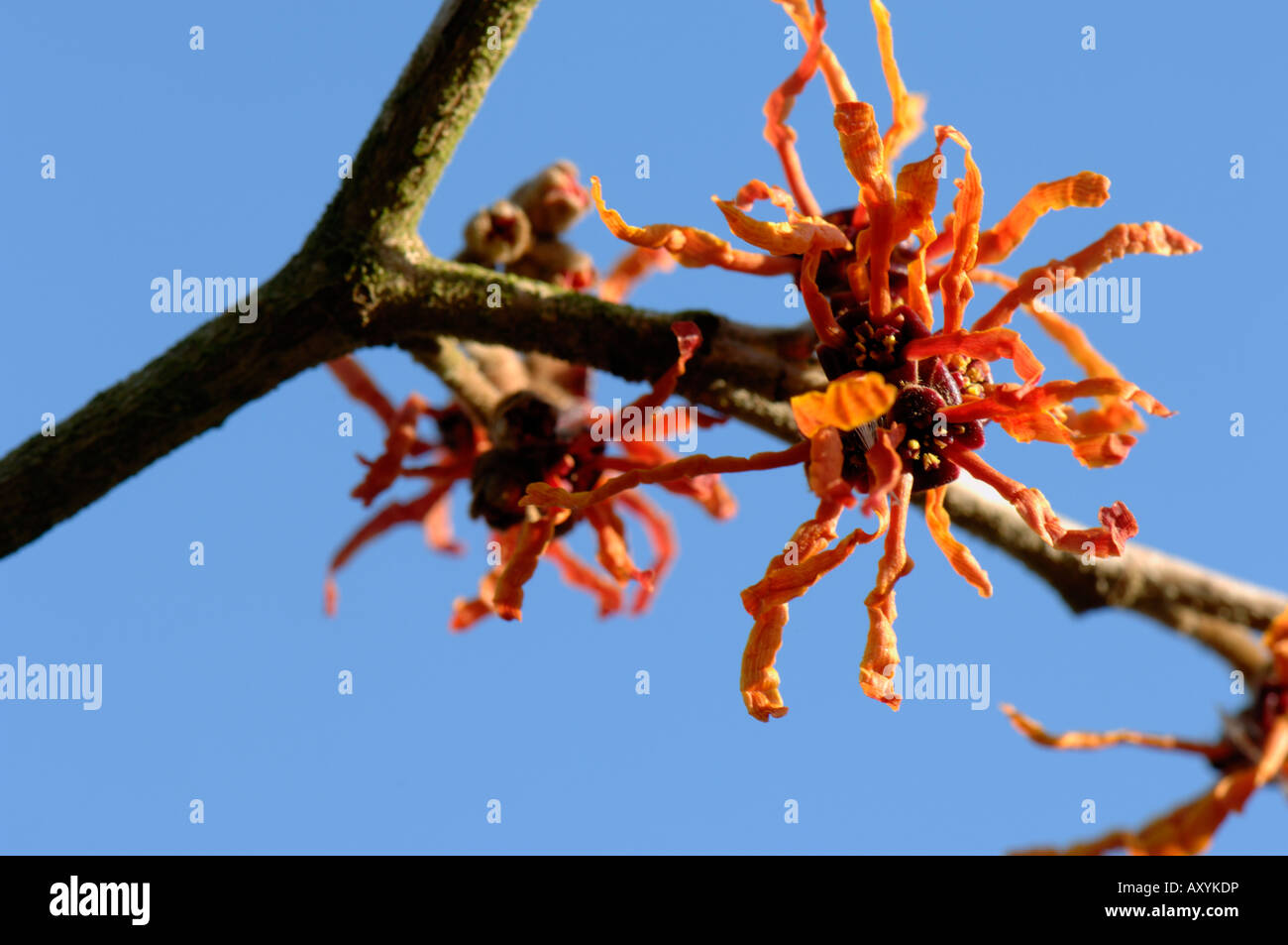 Colore arancio fiori su amamelide Hamamelis x intermedia Afrodite Foto Stock