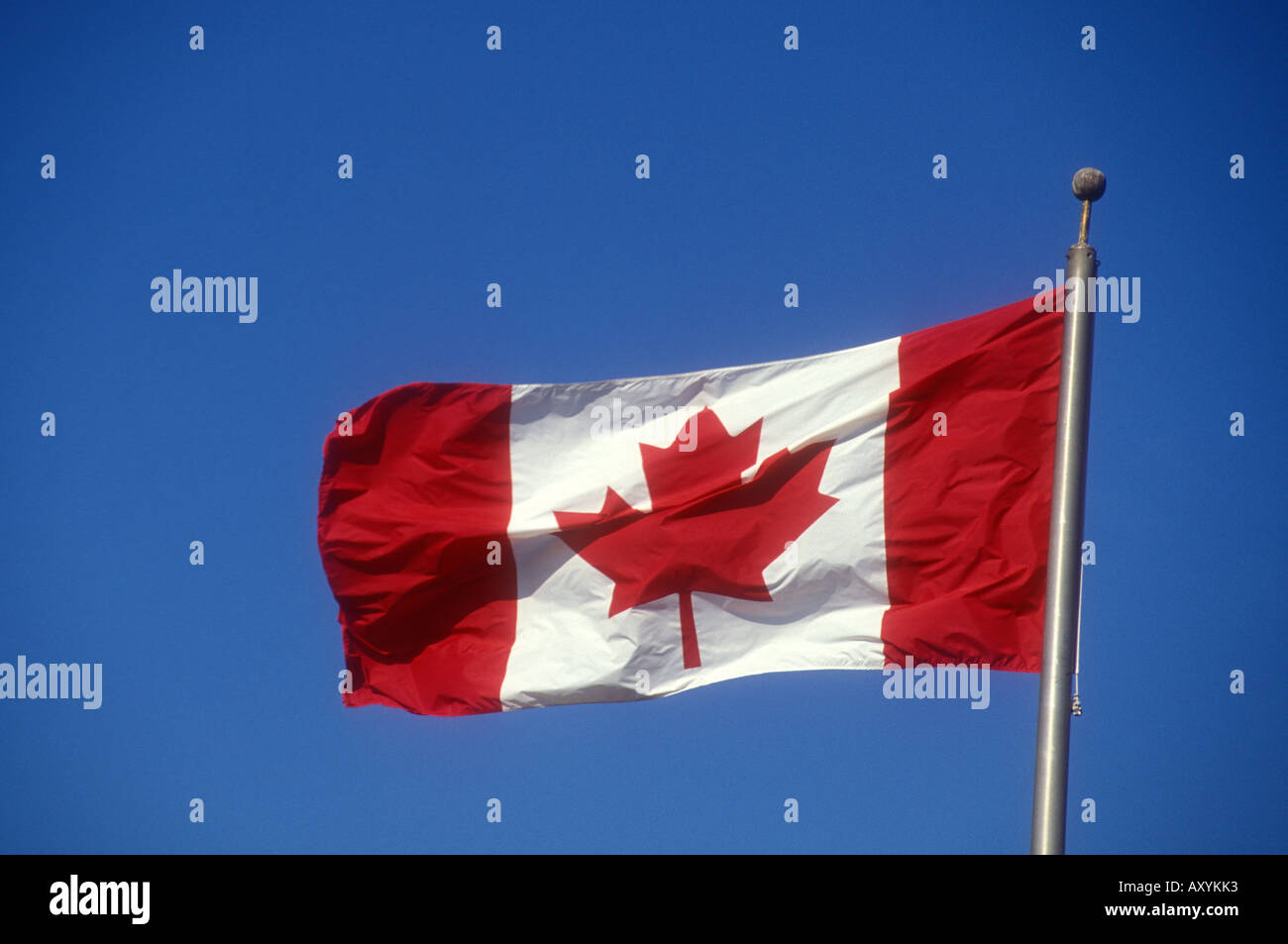 Bandiera canadese soffiando nel vento Foto Stock