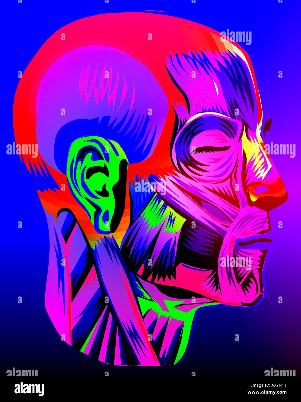 Computer immagine generata della composizione muscolare della testa umana Foto Stock