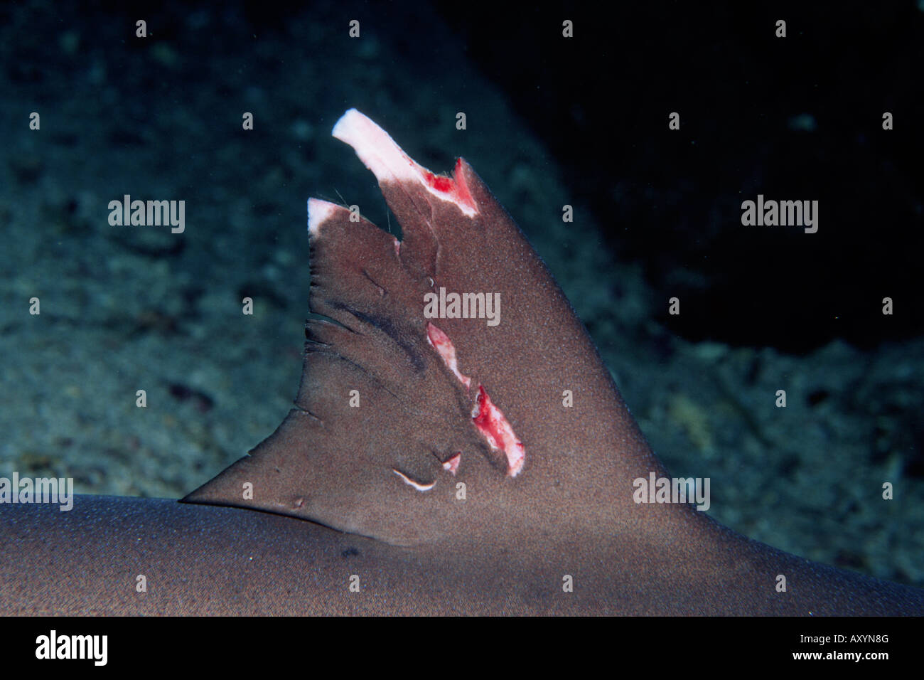 Whitetip reef shark Triaenodon obesus Foto Stock